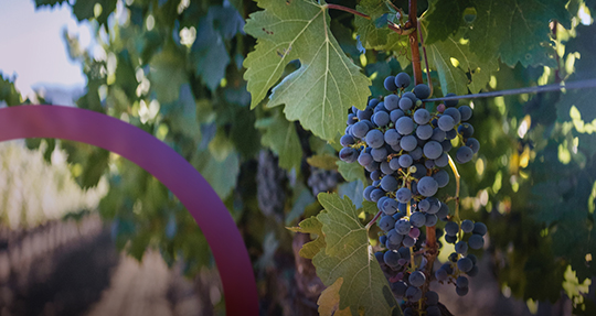 Изучаем сорта винограда: от Дона до Крыма