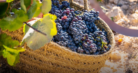 Международный день Темпранильо