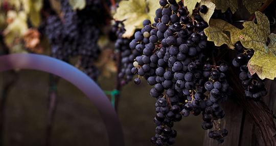 Какой виноград собирают осенью?