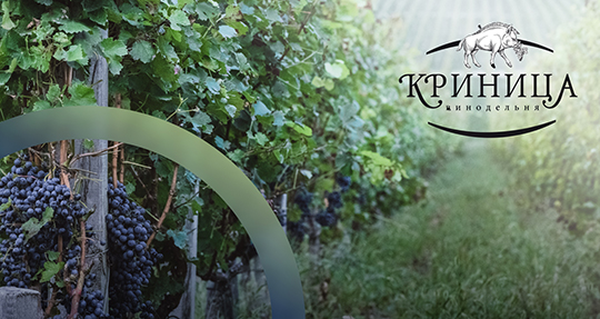 Первый винтаж «Винодельни Криница»