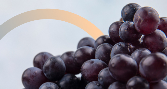 Международный день Темпранильо