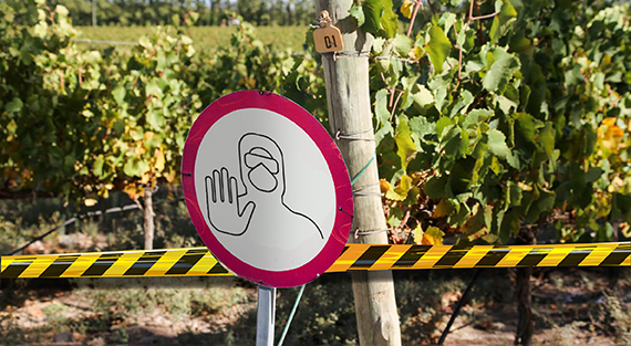 «Повезло, что вино считается товаром первой необходимости» Виноделы рассказали о том, как переживают карантин