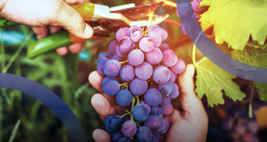 Международный день сорта Карменер