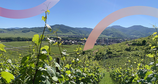 Терруар как синестезия