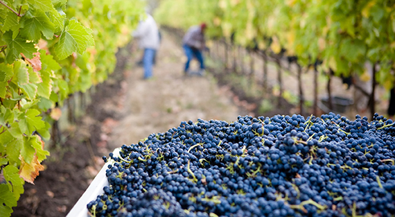 Другая Италия: история винодельни Sella&Mosca на Сардинии