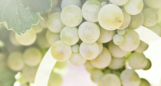 Вокруг света с Рислингом