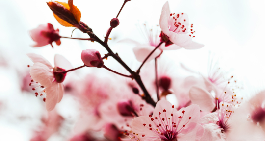 Ханами — время, когда цветет сакура